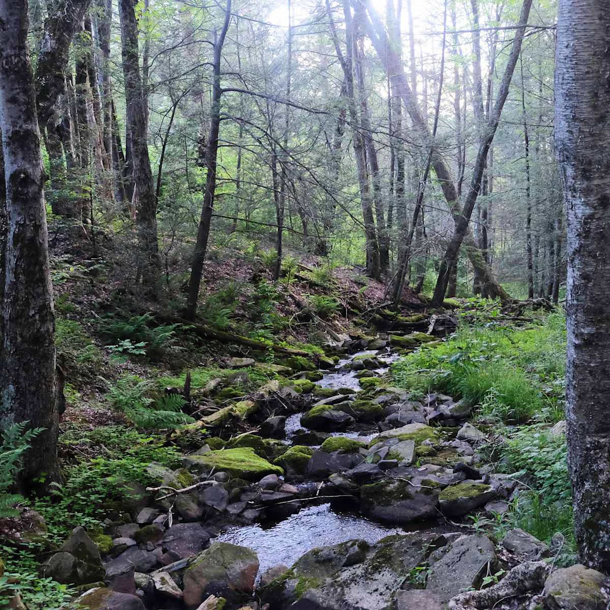Summer Solstice, Catskills by Kelly Sinclair, Image 1.
