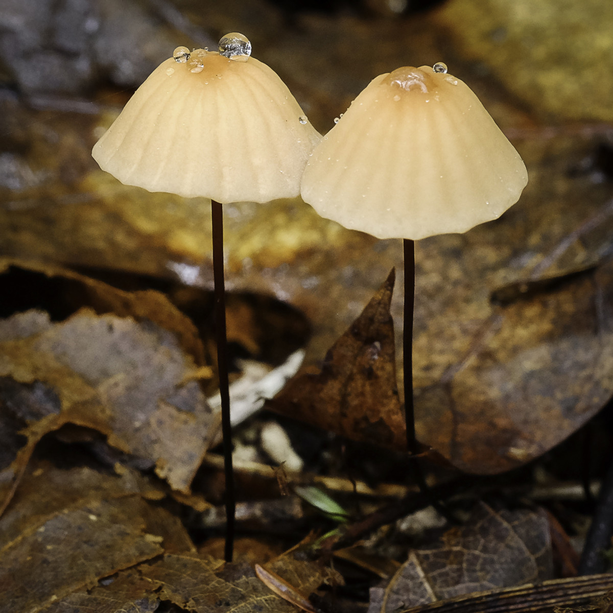 Marasmius siccus by Kelly Sinclair 