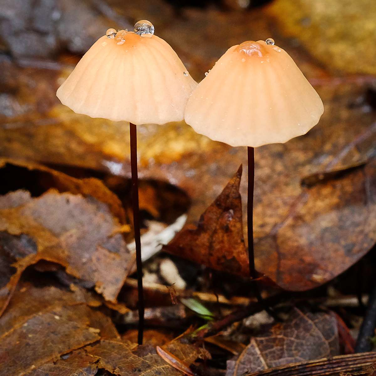 Marasmius siccus by Kelly Sinclair, Image 1.