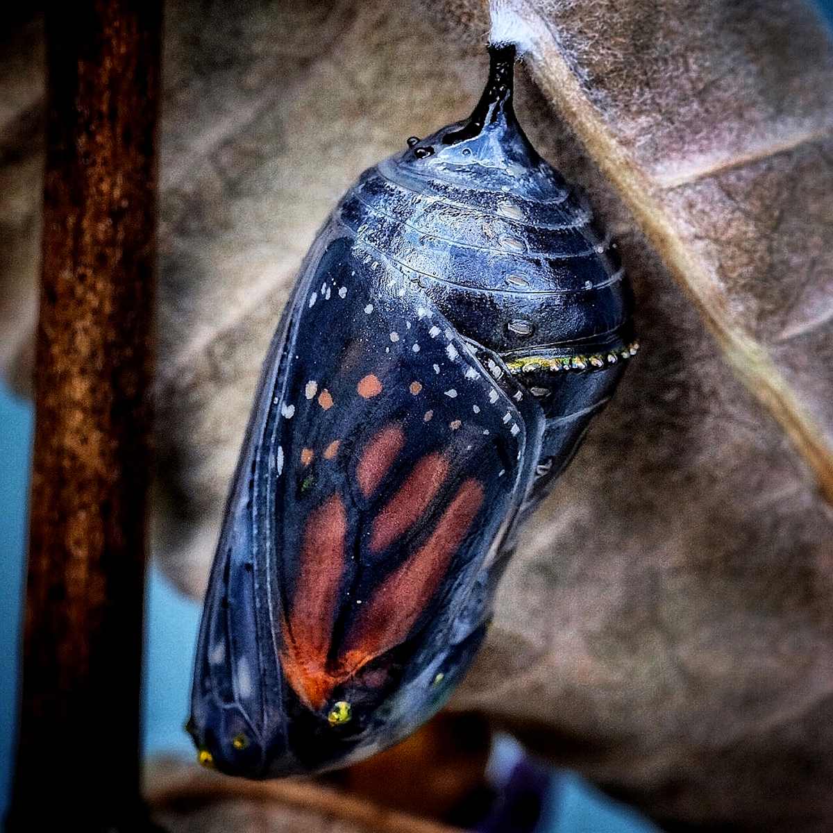 Chrysalis by Kelly Sinclair, Image 1.