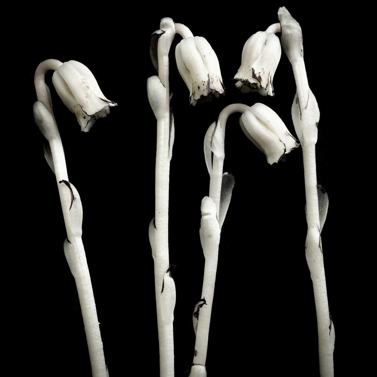 Monotropa uniflora-4 by Kelly Sinclair 