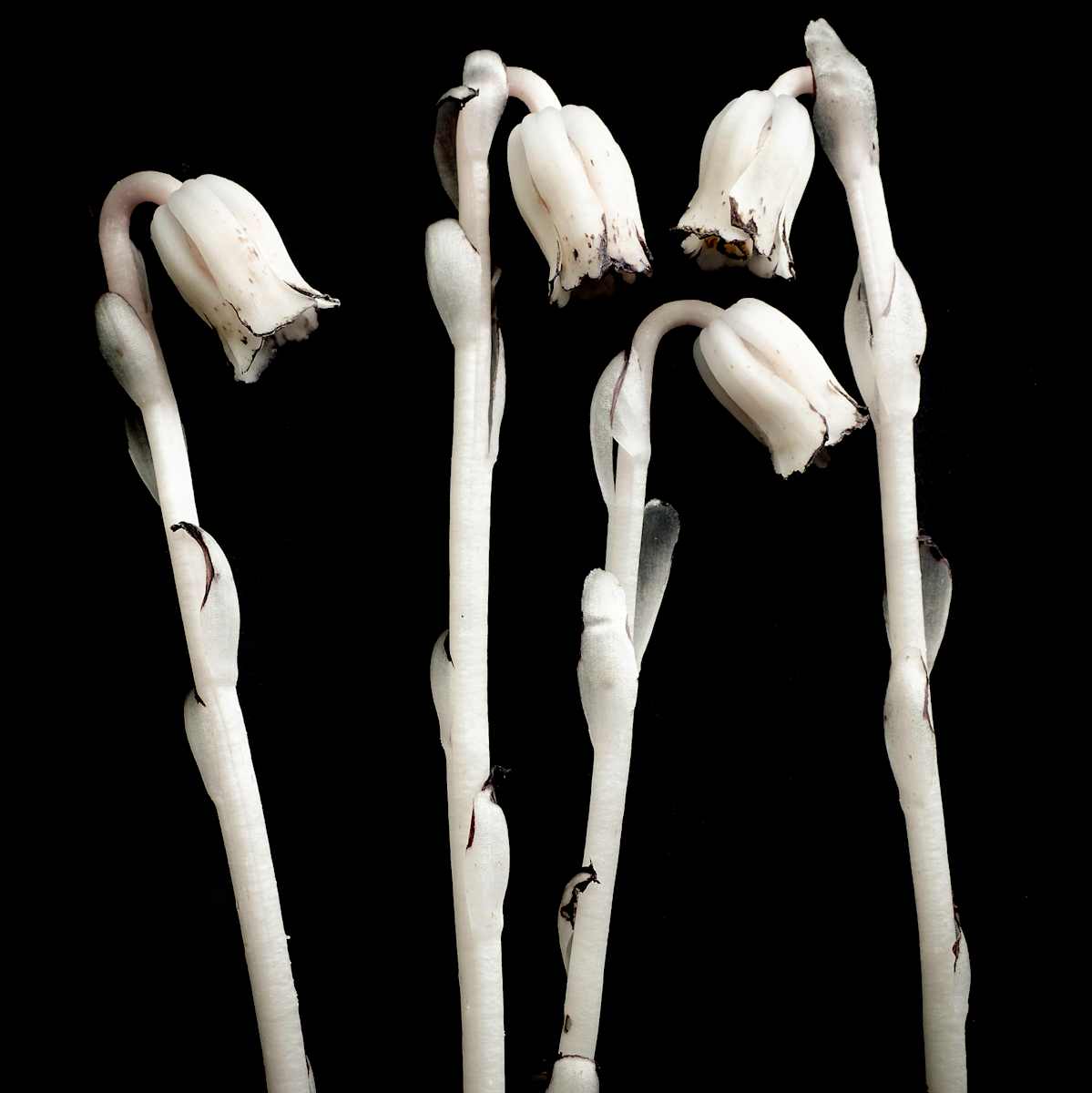 Monotropa uniflora-4 by Kelly Sinclair, Image 1.