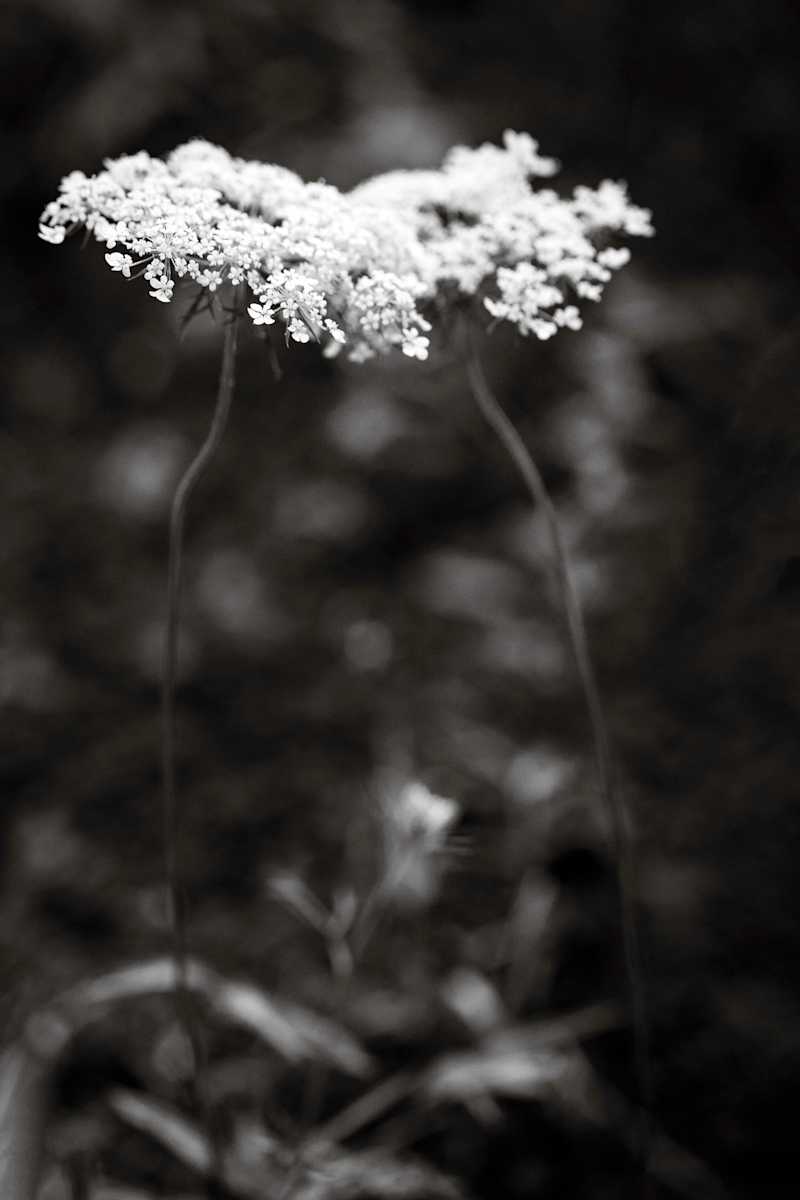 2 flowers by Kelly Sinclair, Image 1.