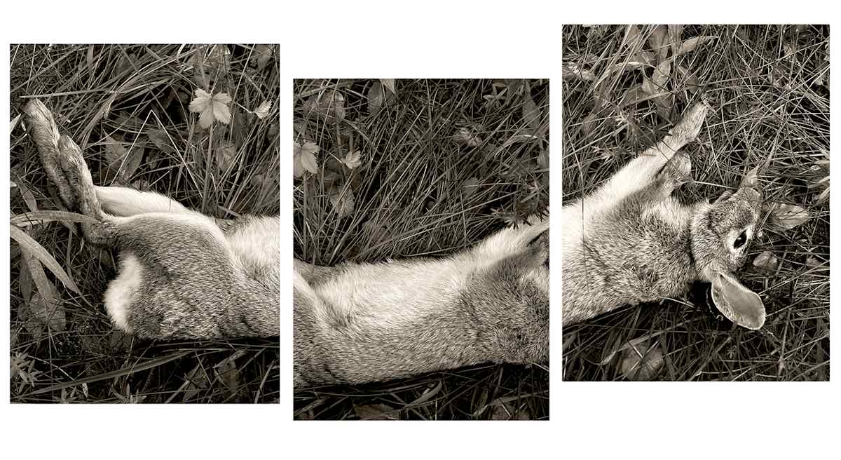 Rabbit triptych by Kelly Sinclair 