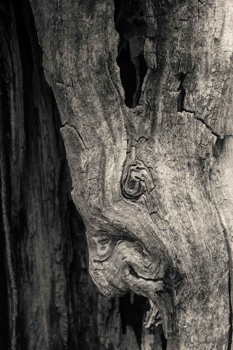 Spriggan by Kelly Sinclair, Image 1.