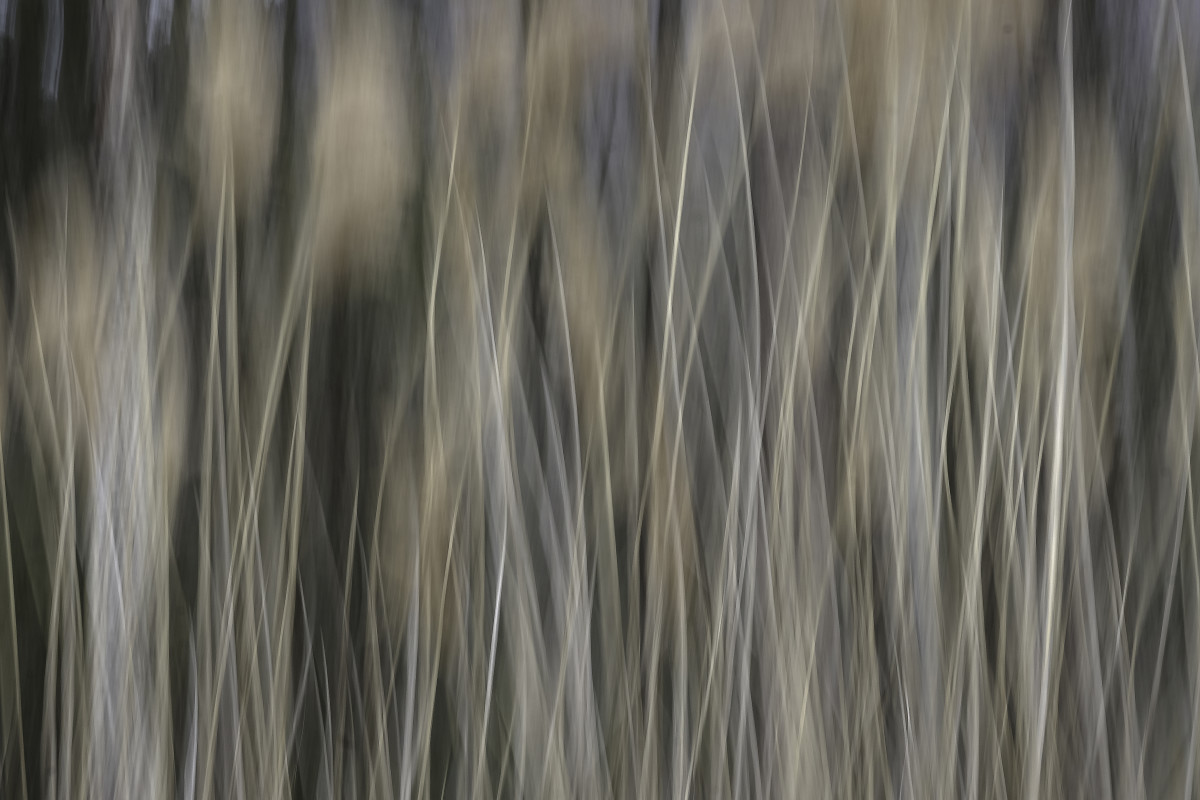 Windy Reeds by Kelly Sinclair 