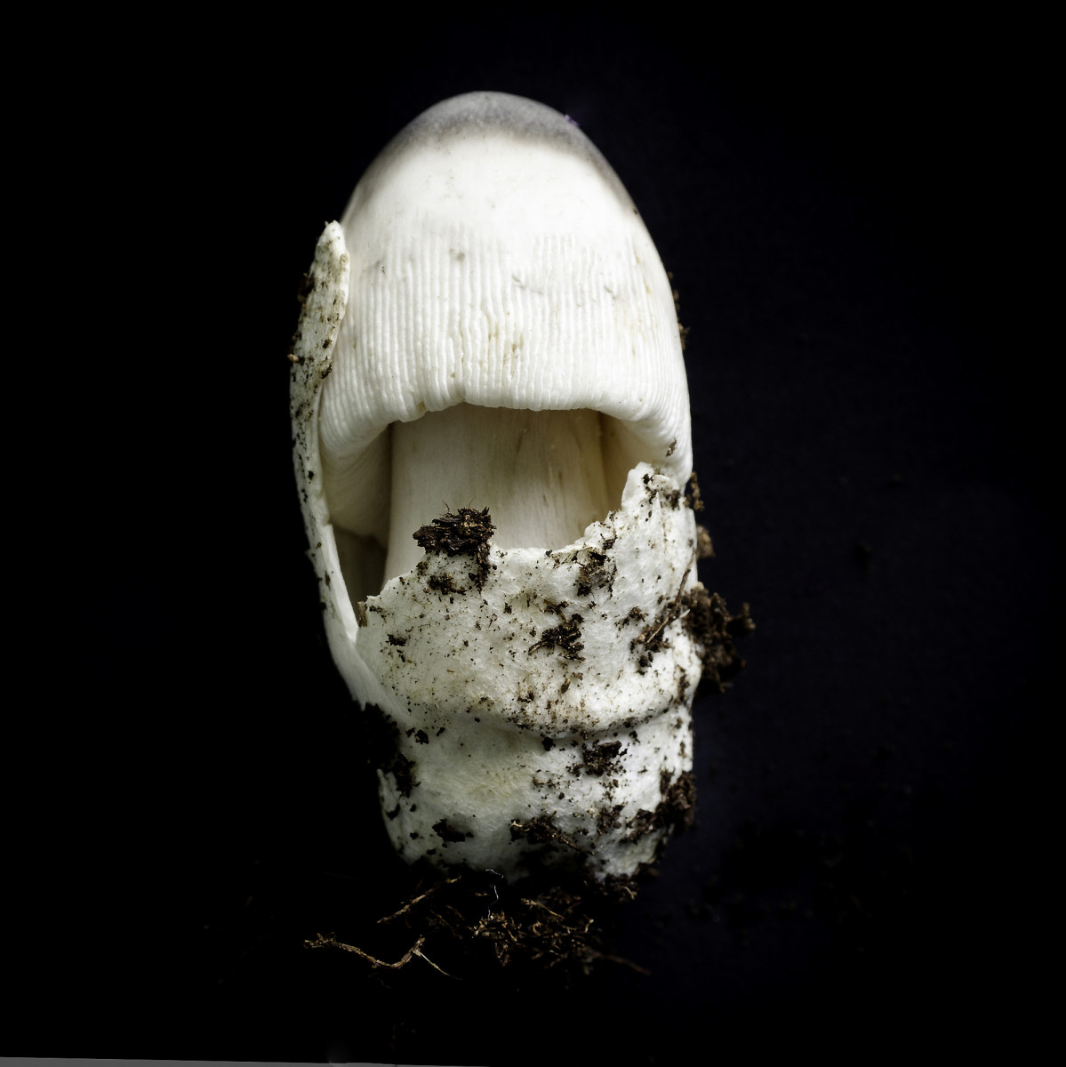 Amanita by Kelly Sinclair, Image 1.