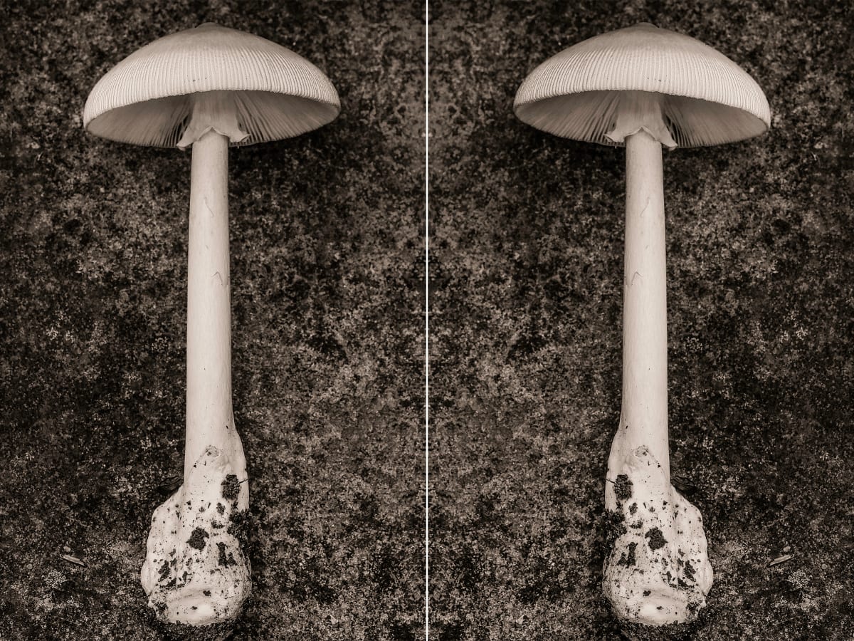 amanita diptych by Kelly Sinclair 
