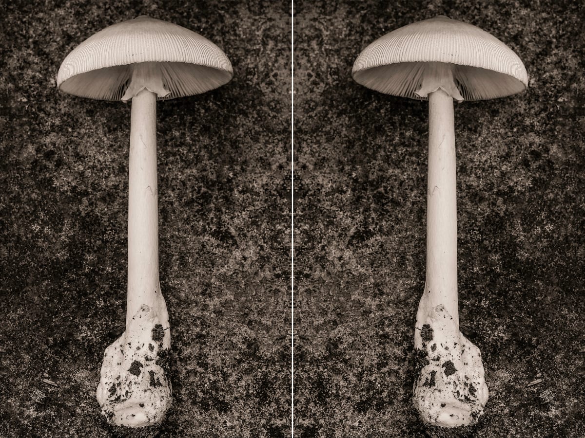 amanita diptych 
