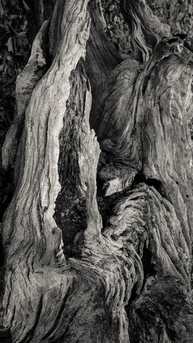 Cathedral by Kelly Sinclair 