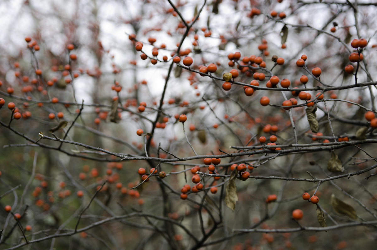 Autumn Berries by Kelly Sinclair 