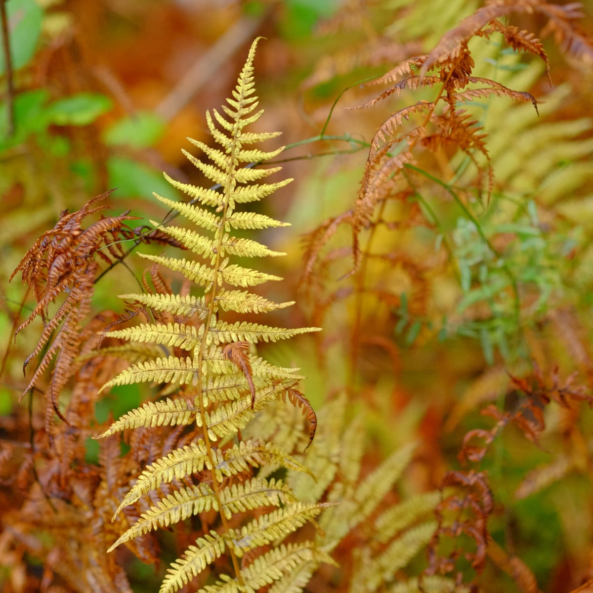 Autumn Fern 