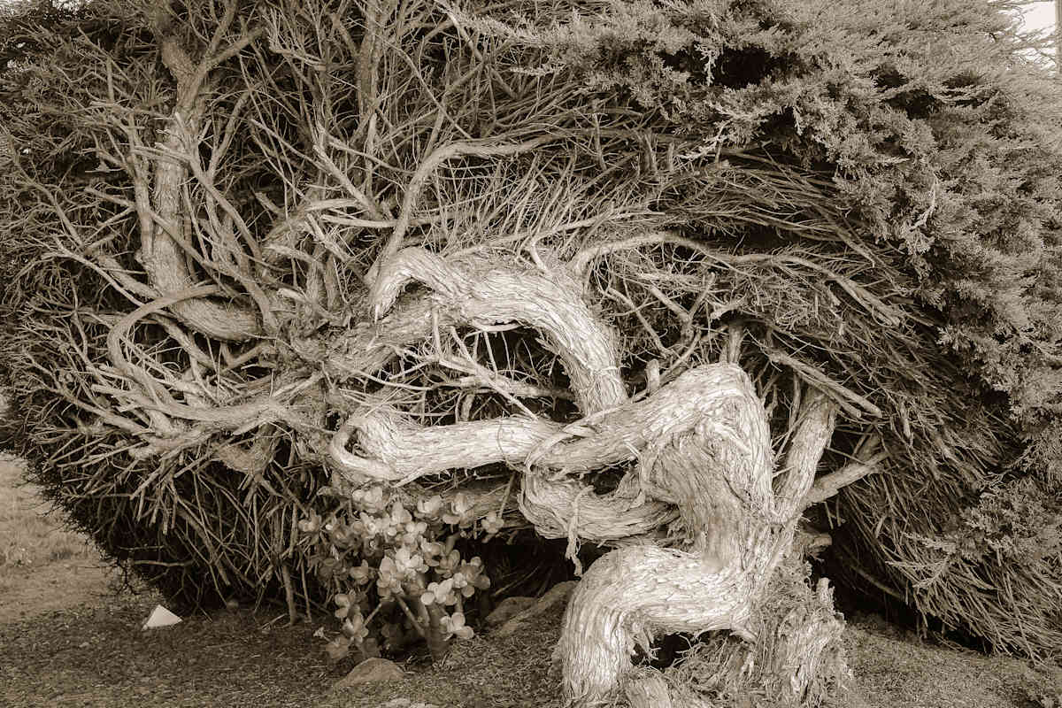 beach tree by Kelly Sinclair, Image 1.