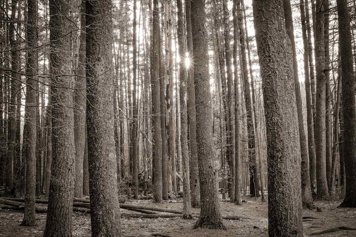 Big Deep Pines at Sunset by Kelly Sinclair, Image 1.