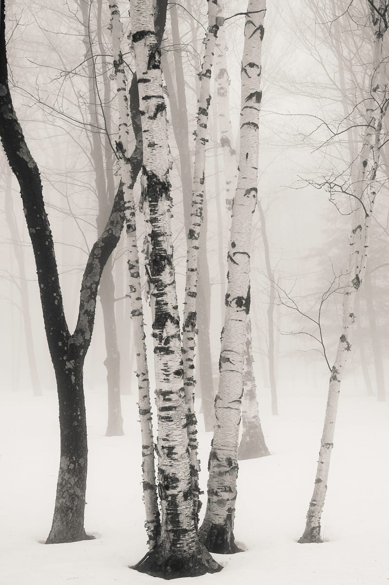 Winter birch by Kelly Sinclair 