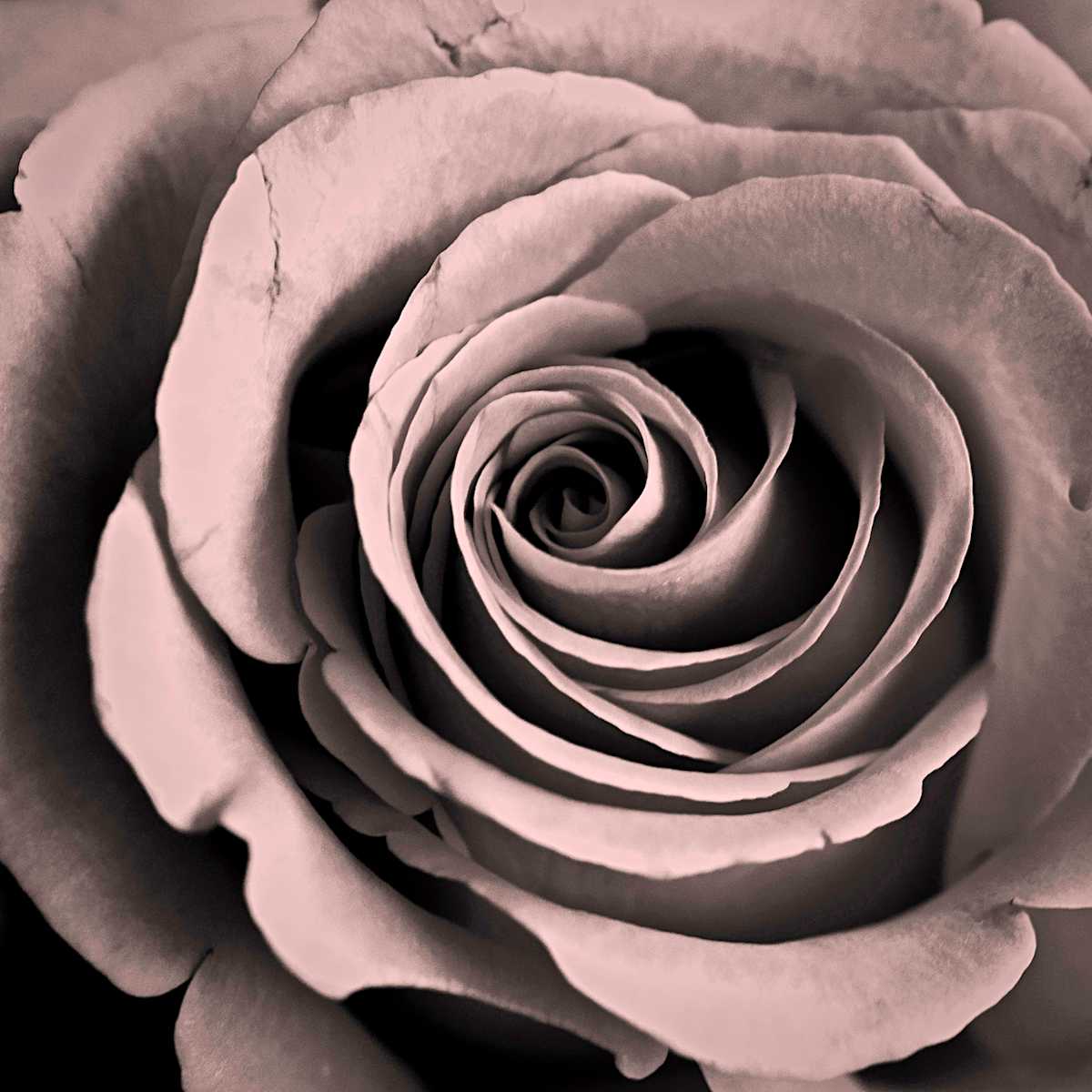 Birthday Rose by Kelly Sinclair 