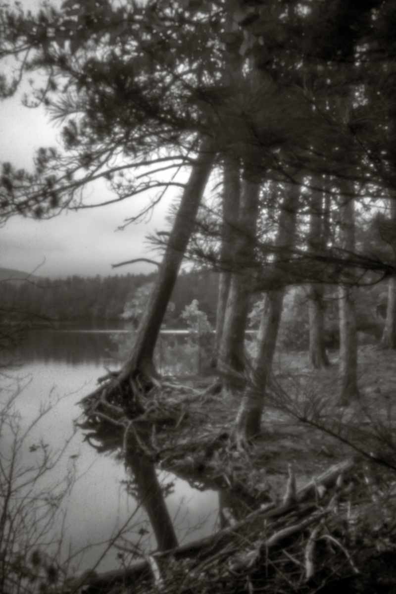 Cooper Lake pines III by Kelly Sinclair 