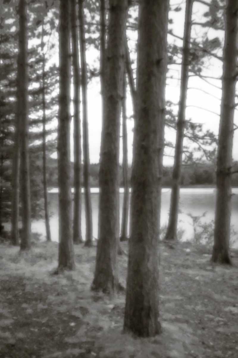 Cooper Lake pines II by Kelly Sinclair 