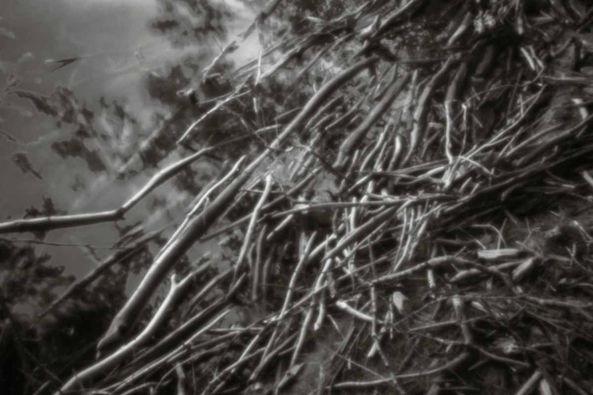 driftwood by Kelly Sinclair 