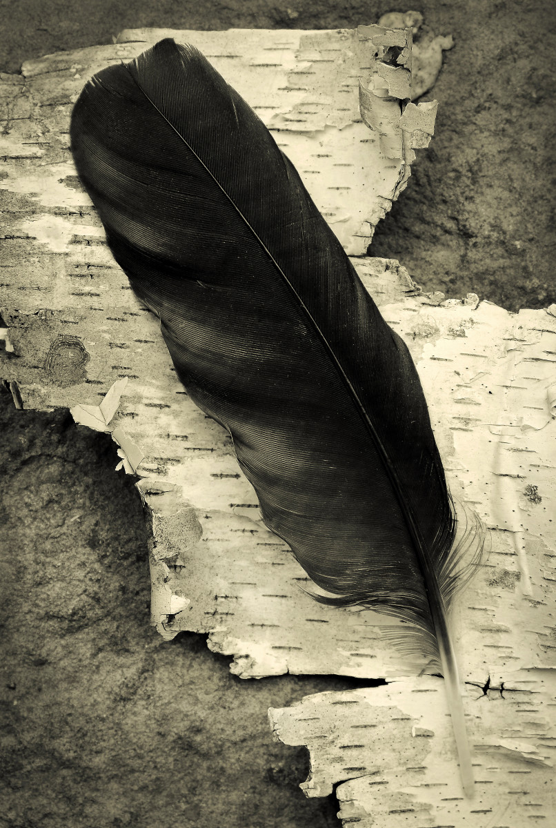 Crow feather by Kelly Sinclair 