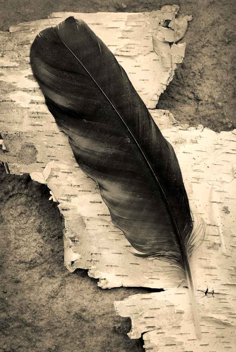 Crow feather by Kelly Sinclair, Image 1.