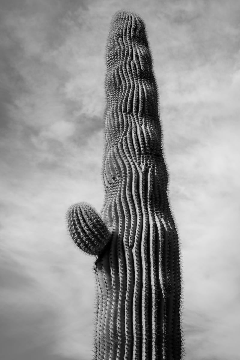 saguaro 