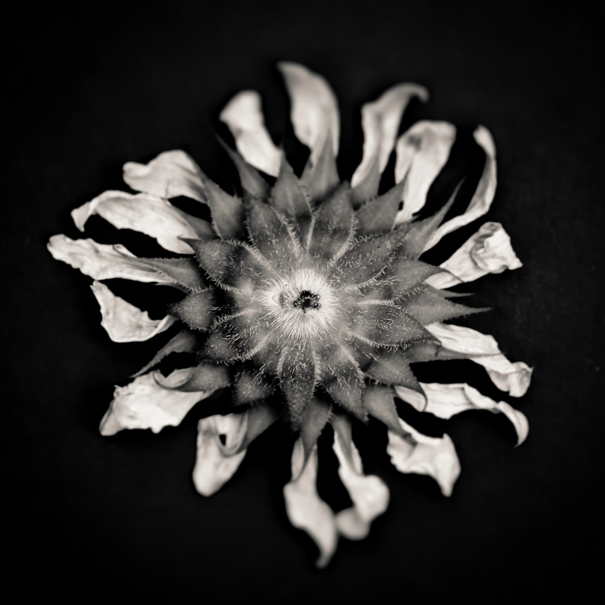 sunflower, Image 1.