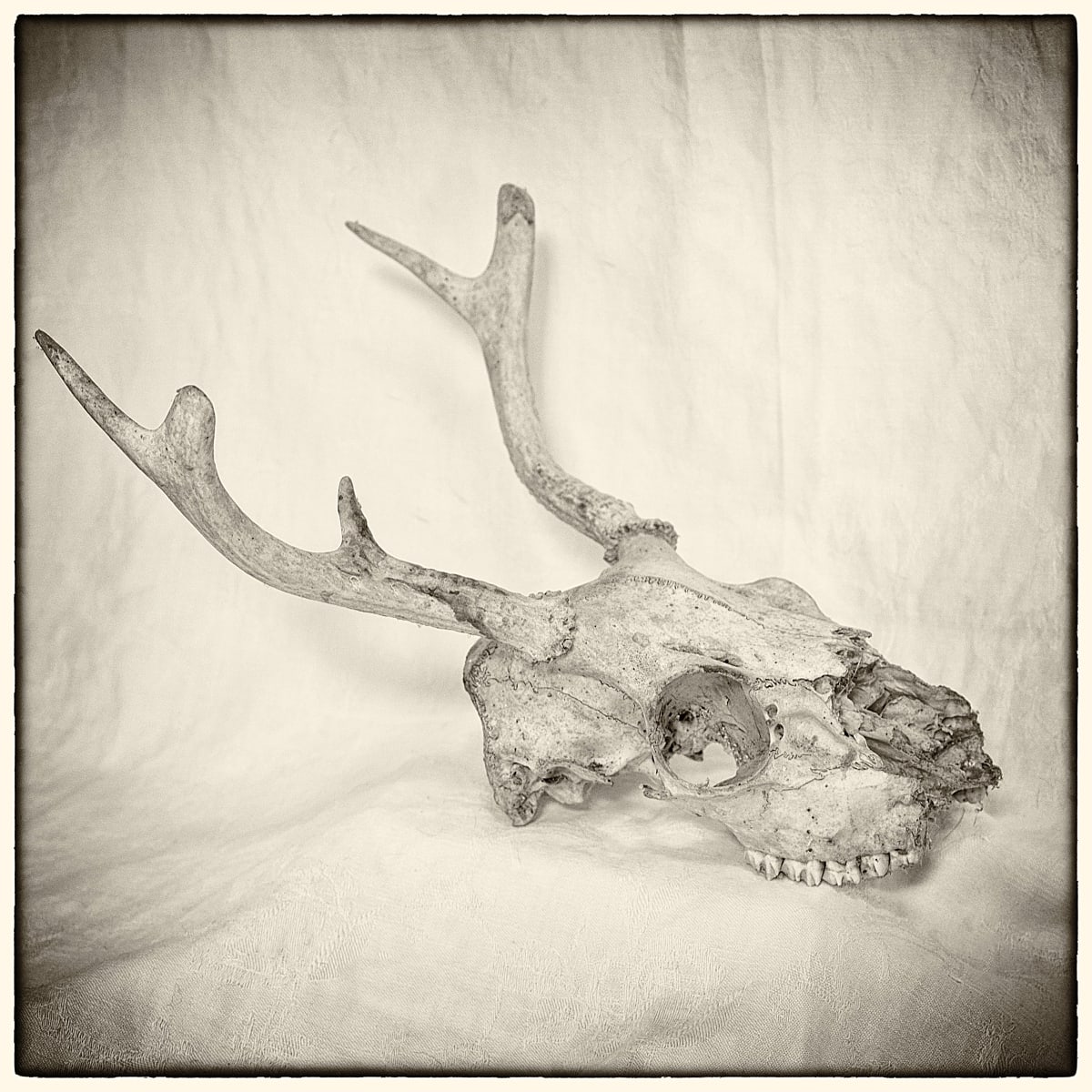 deer skull 