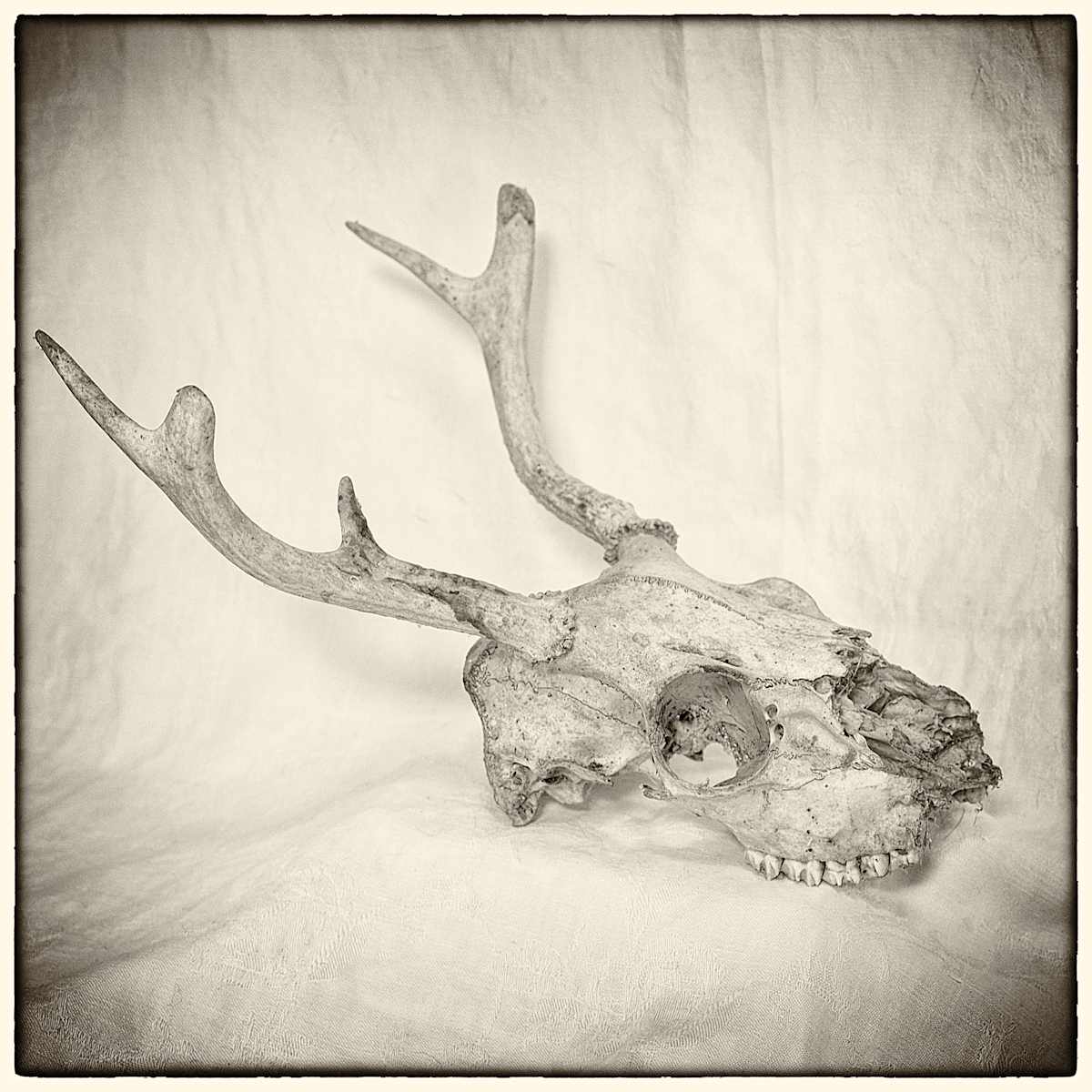 deer skull, Image 1.