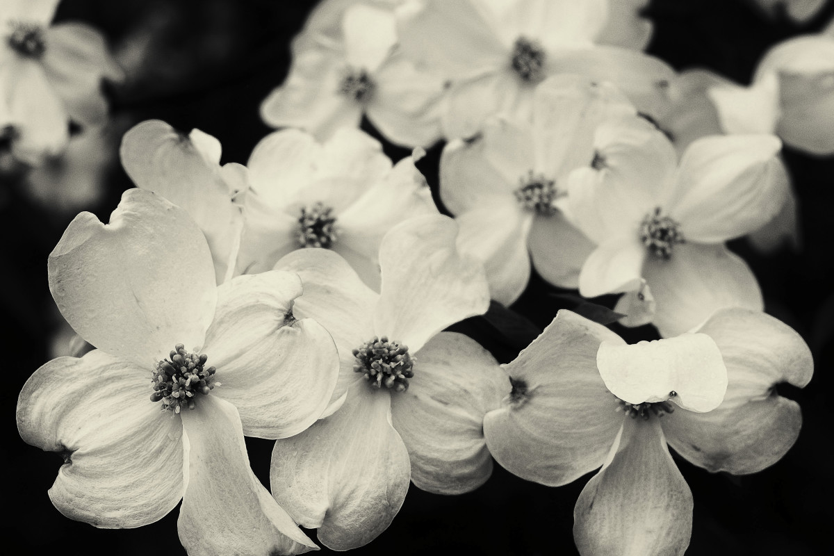 Dogwood by Kelly Sinclair 