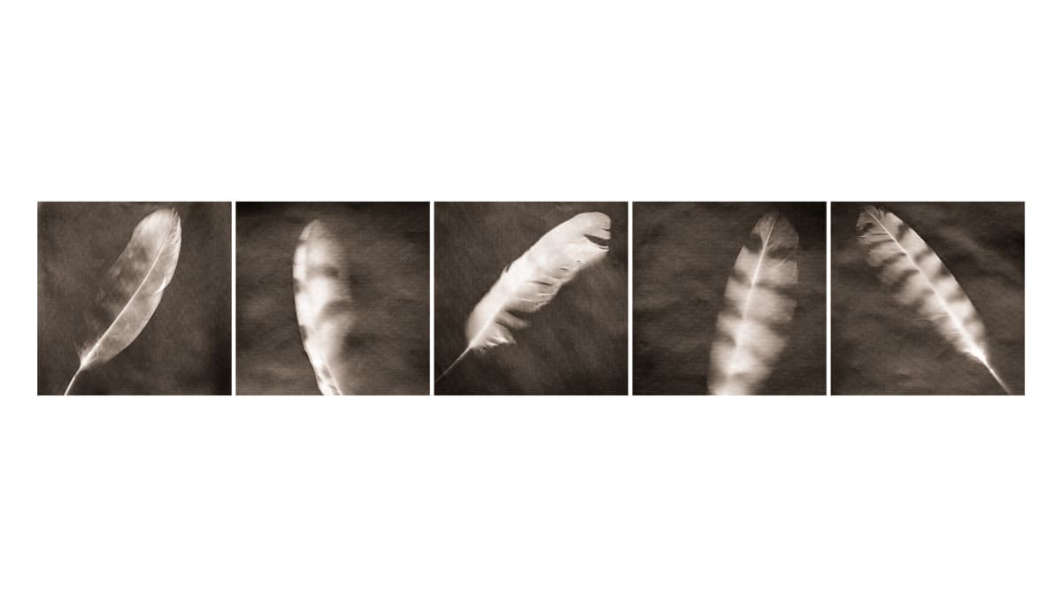 Five feathers, Image 1.
