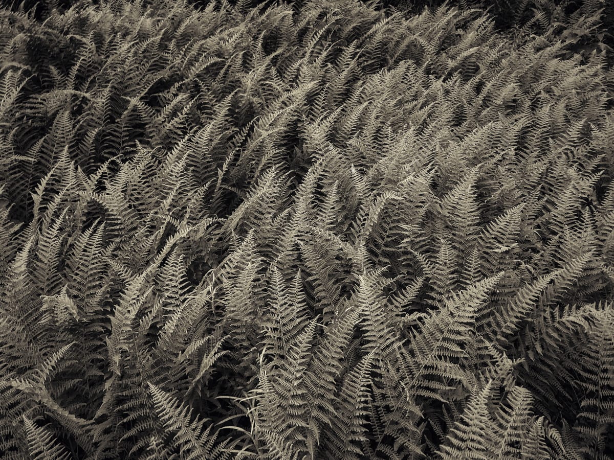 Hay scented ferns 