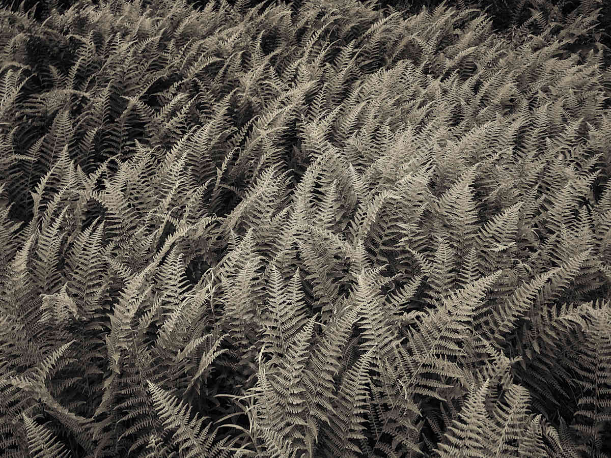 Hay scented ferns, Image 1.