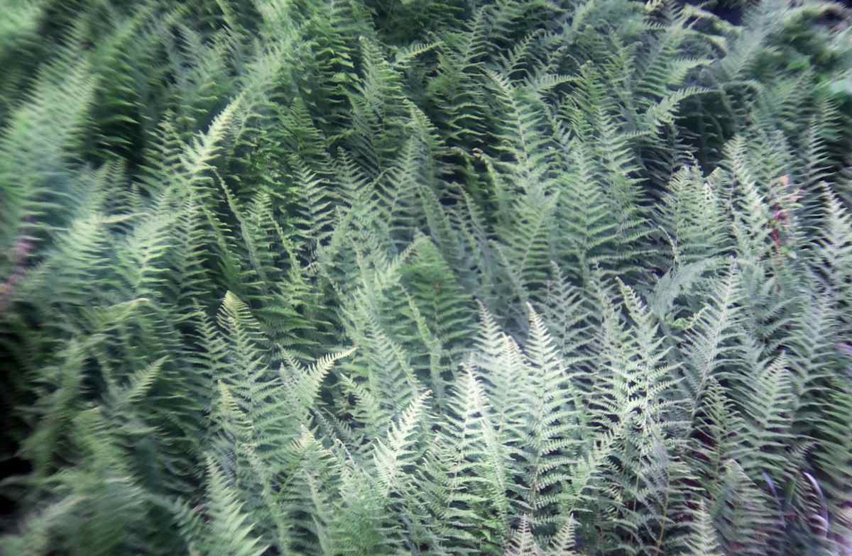 summer ferns by Kelly Sinclair 
