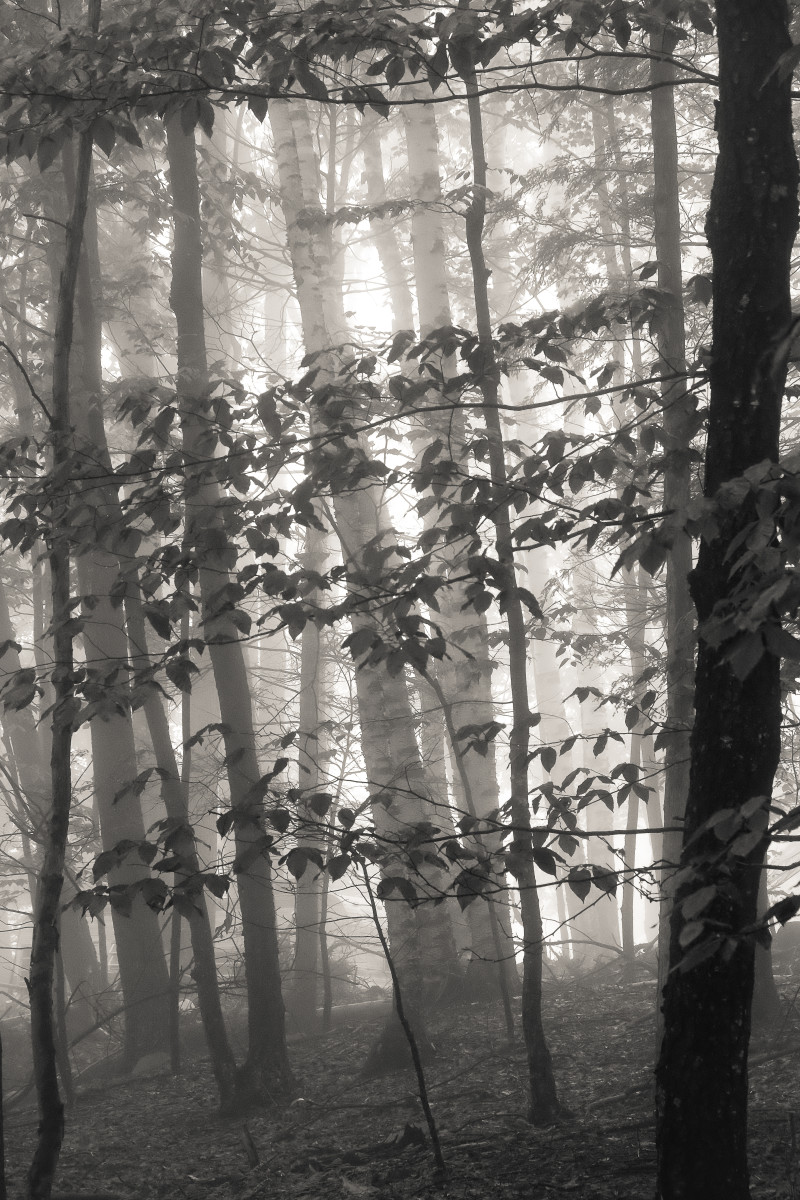 Foggy Woods, Summer morning by Kelly Sinclair 