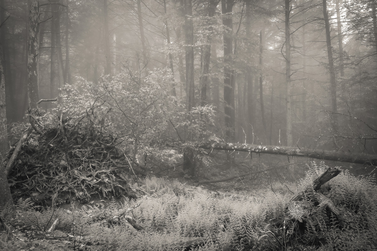 Foggy Woods, Roots by Kelly Sinclair 