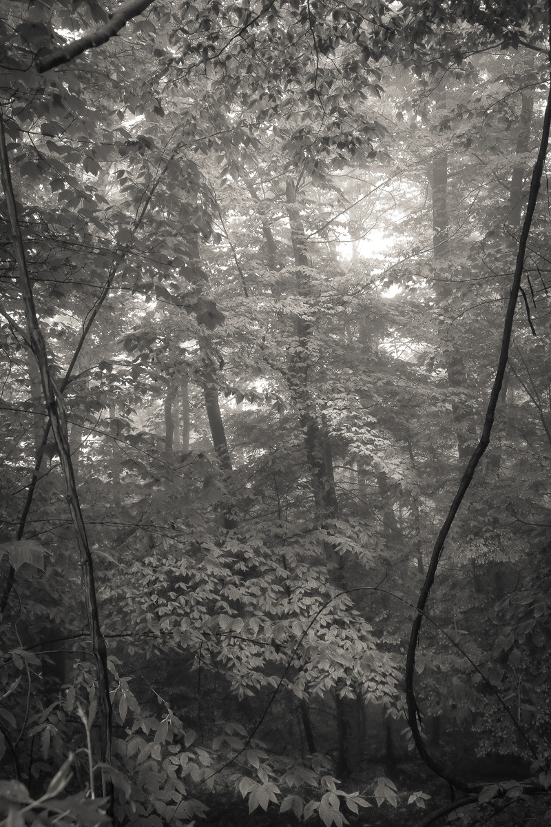 Foggy Woods, Vines by Kelly Sinclair 