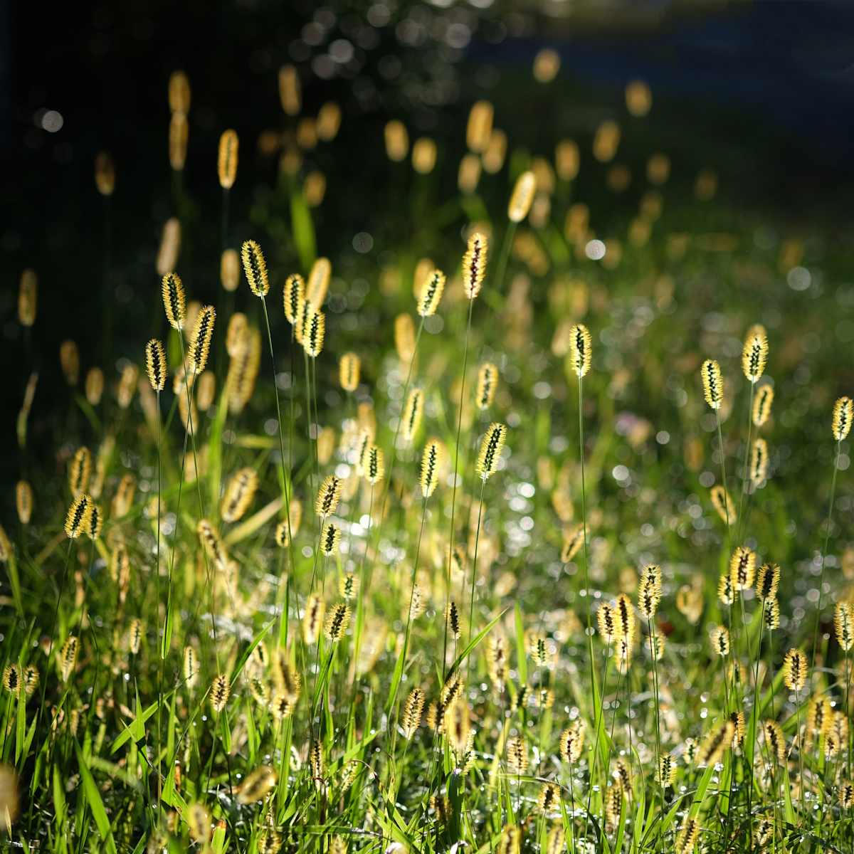 Foxtail by Kelly Sinclair, Image 1.