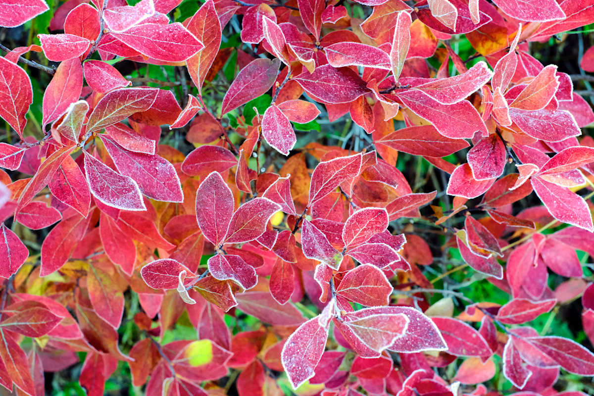 First Frost by Kelly Sinclair, Image 1.