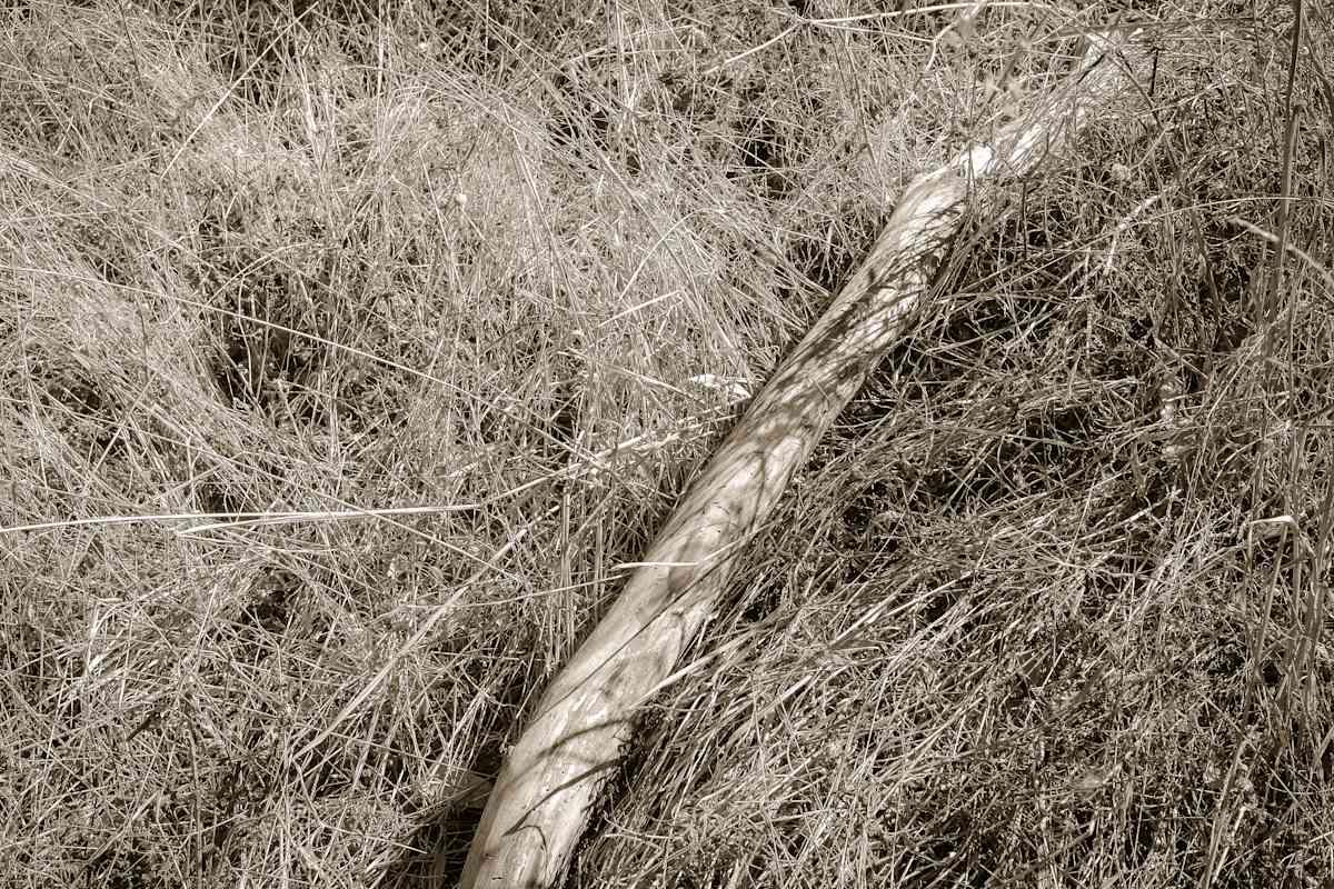 Grass II by Kelly Sinclair, Image 1.