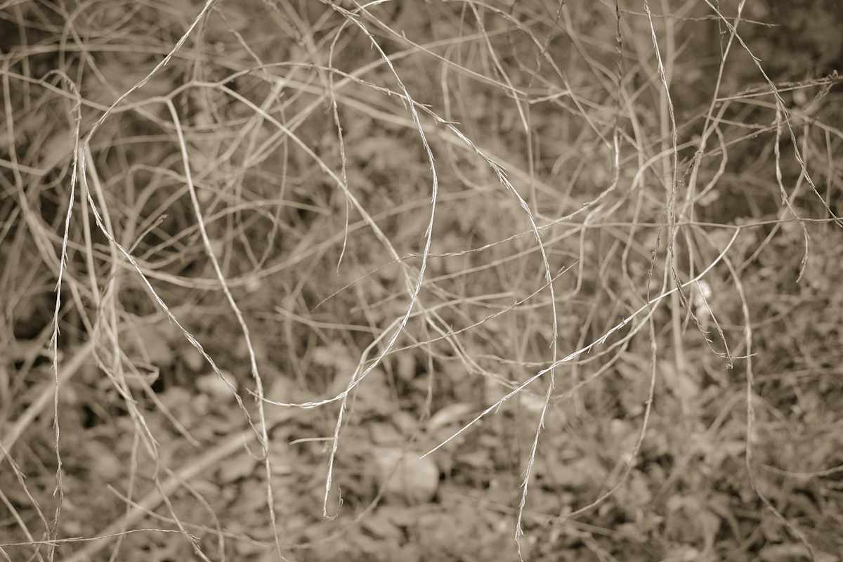 Tangle by Kelly Sinclair, Image 1.