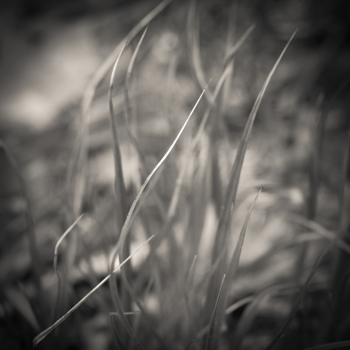 Grass, Abstract by Kelly Sinclair 
