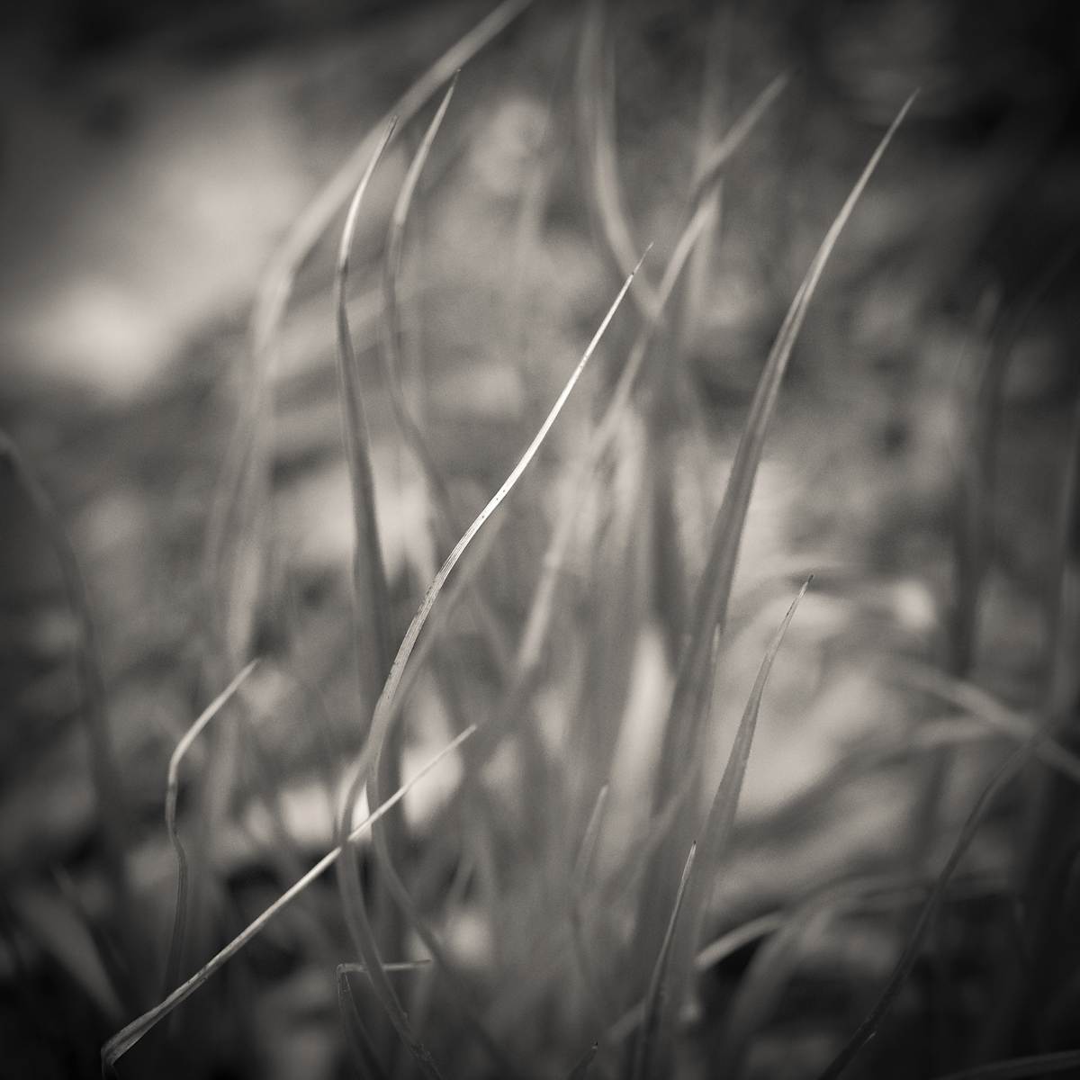 Grass, Abstract by Kelly Sinclair, Image 1.
