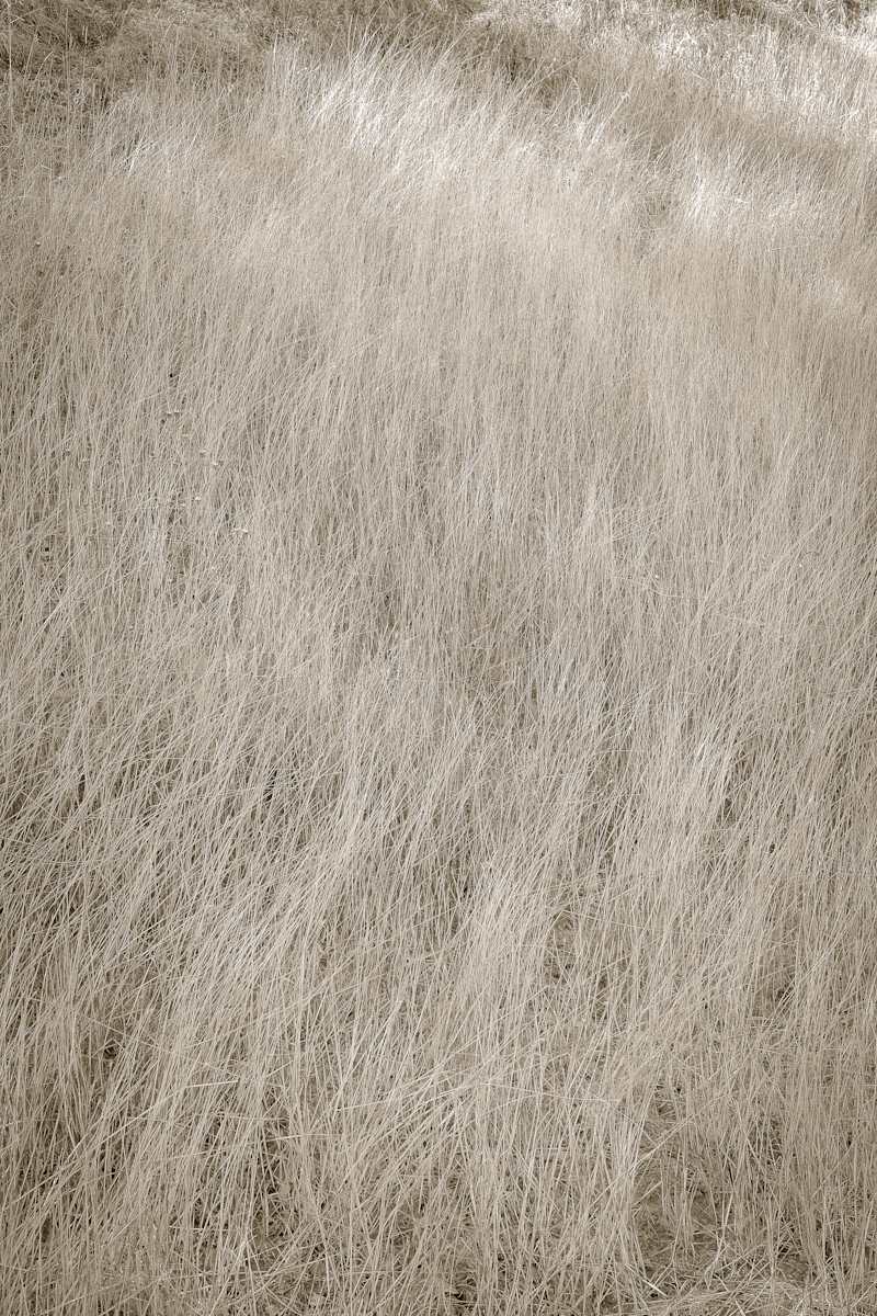 Grass by Kelly Sinclair, Image 1.