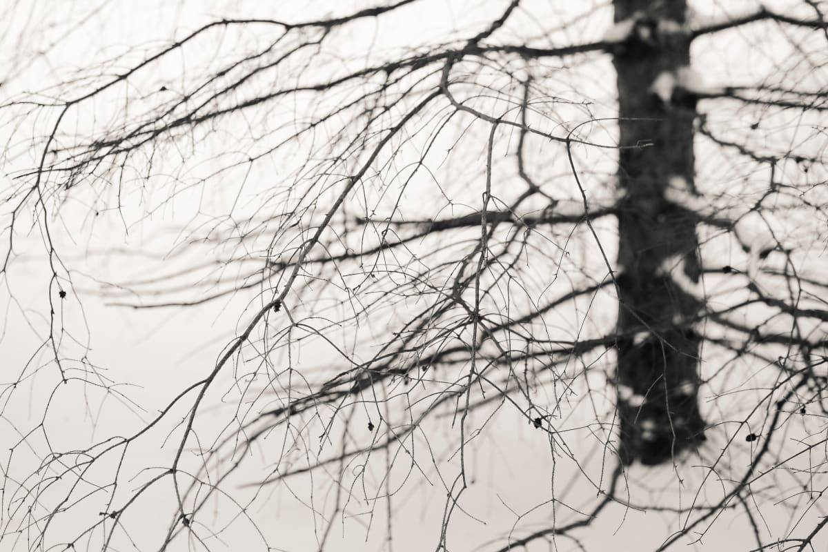 winter hemlock by Kelly Sinclair, Image 1.