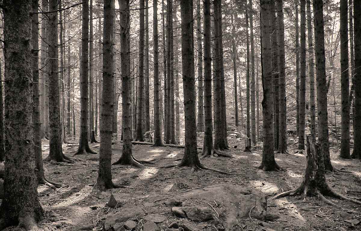 Hemlocks by Kelly Sinclair, Image 1.
