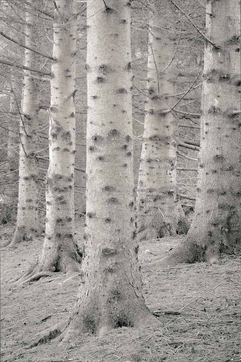 Hemlocks by Kelly Sinclair, Image 1.