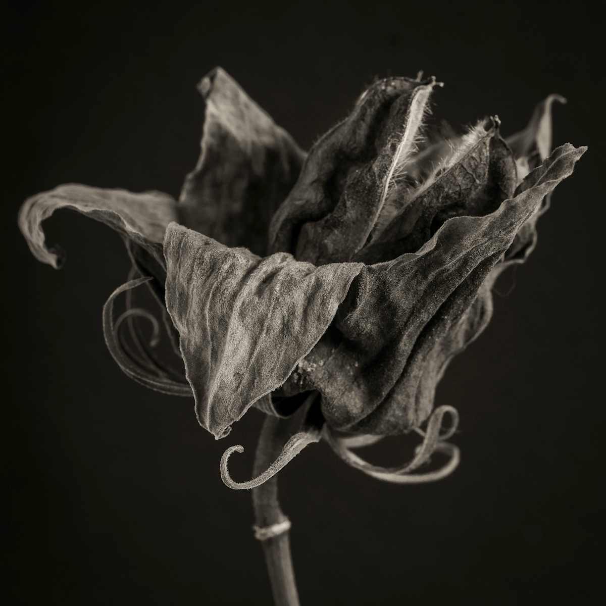 hibiscus10, Image 2.