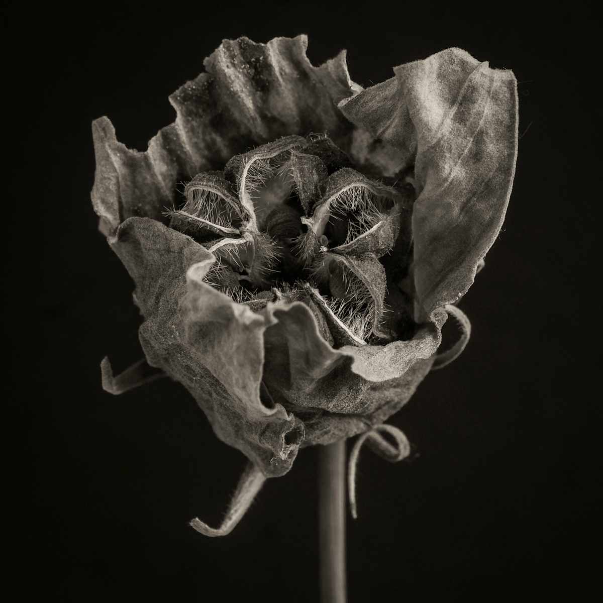 hibiscus6, Image 2.