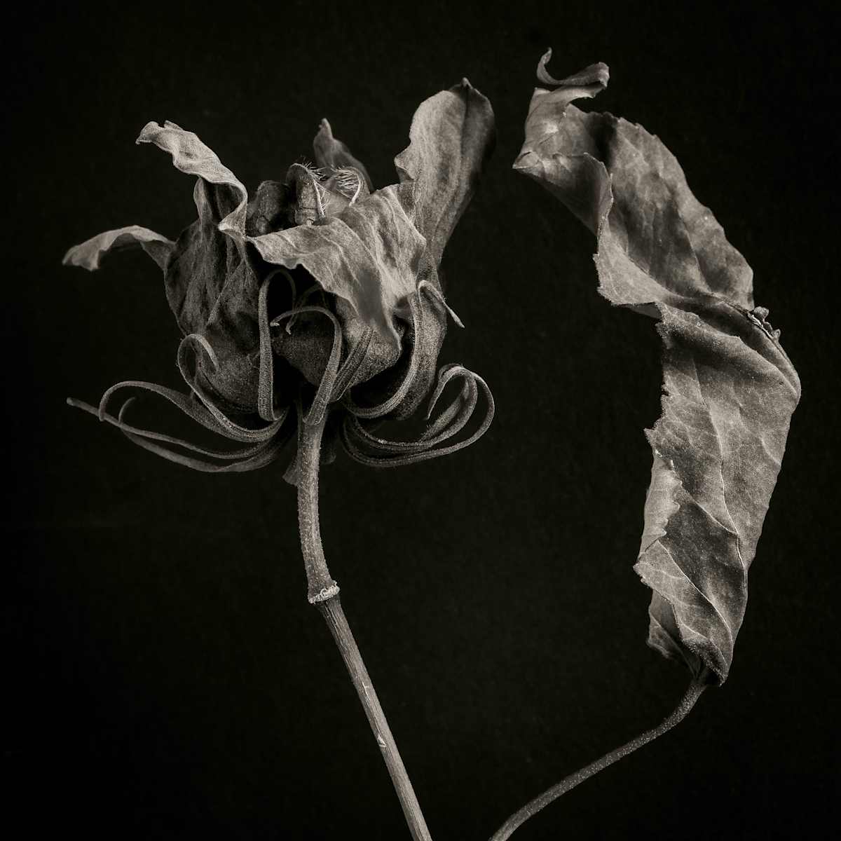 hibiscus7, Image 1.